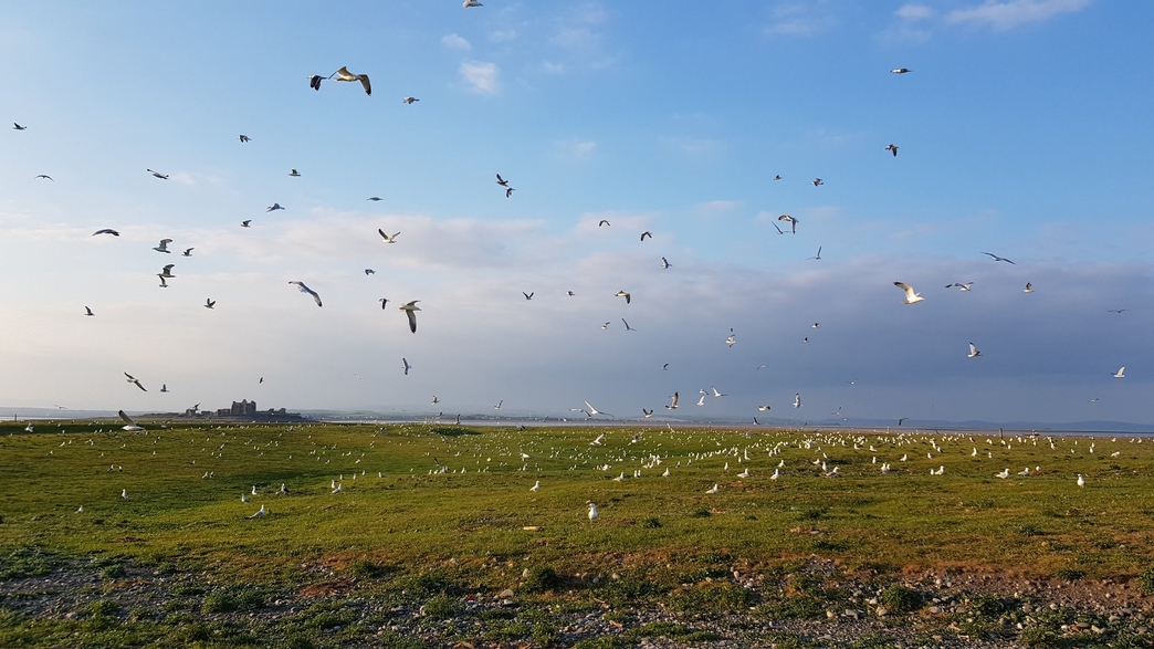 Predator-proof fence revives gull population at South Walney | Cumbria ...