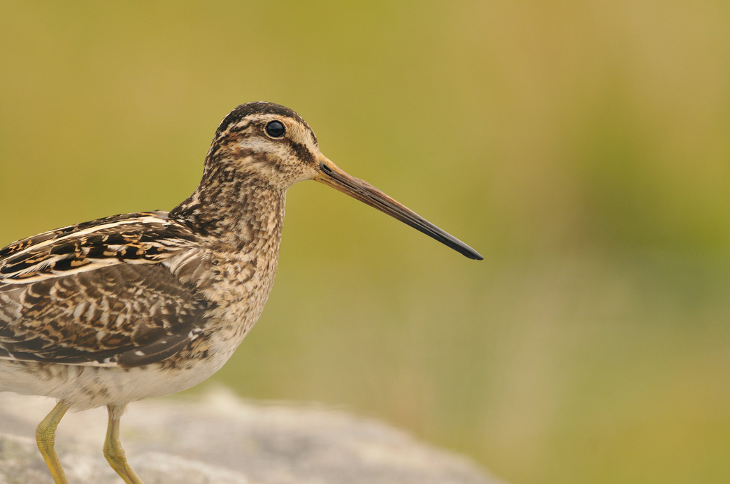 Peatland projects rise to the climate challenge | Cumbria Wildlife Trust