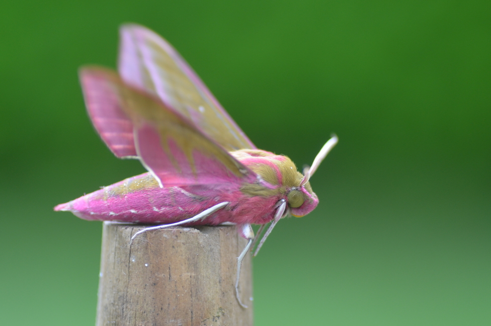 Plan Bee Launched To Save Cumbria’s Pollinators | Cumbria Wildlife Trust