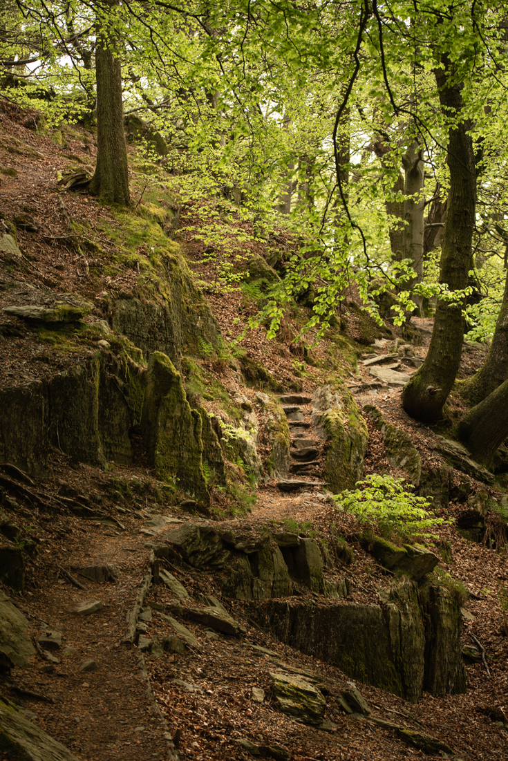 Staveley Woodlands | Cumbria Wildlife Trust