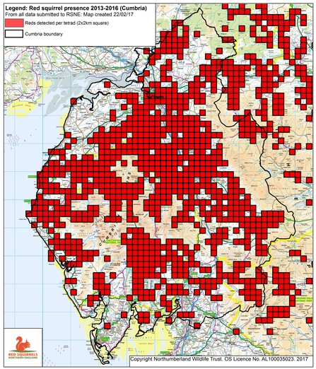 Red squirrels project | Cumbria Wildlife Trust