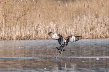 why do ospreys migrate