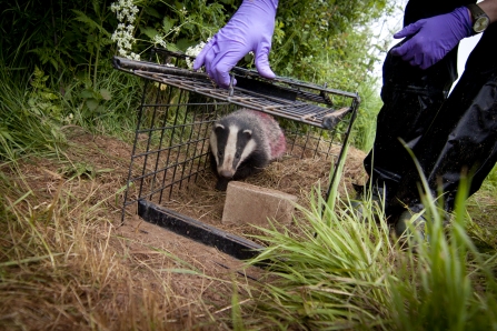 Shock As The Badger Cull Comes To Cumbria | Cumbria Wildlife Trust