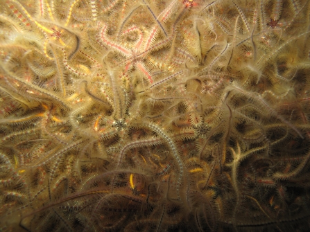 Brittlestar bed from the Irish Sea