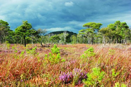 image of Meathop moss nature reserve landscape