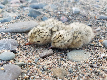 Image of little tern chicks at South Walney Nature Reserve