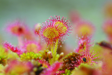 image of round leaved sundew - copyright vicky nall