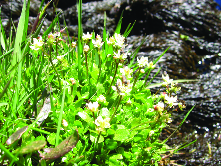 Image of starry saxifrage at Brown Cove