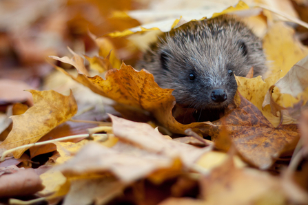 Hedgehog in autumn leaves © Tom Marshall