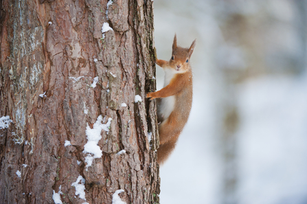 Red squirrel climbing a scots pine tree -c- Mark Hamblin/2020VISION