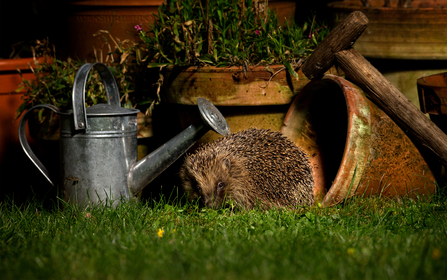 Photo of hedgehog in garden