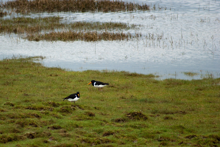 Oystercatchers at South Walney Nature Reserve. copyright Nick Thorne