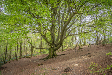 Craggy Wood