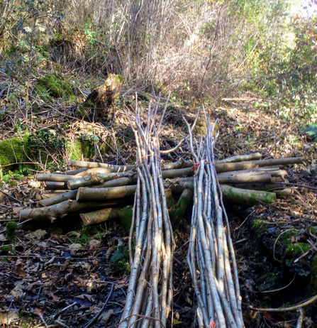 Staveley-Woodlands-Coppice-Work