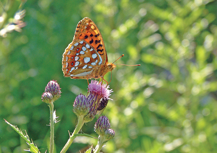 image of high brown fritillary butterfly