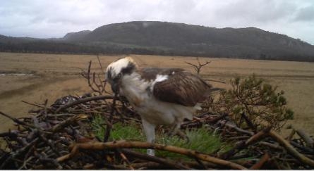 White WW male on nest 2014