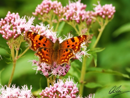 Comma butterfly