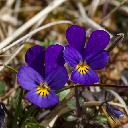 Pansy. Eskmeal Dunes 2013