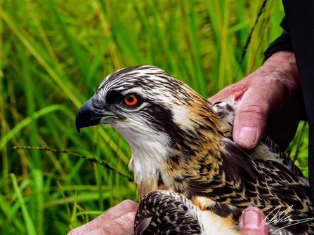 Blue N0(zero) Osprey being ringed 2017