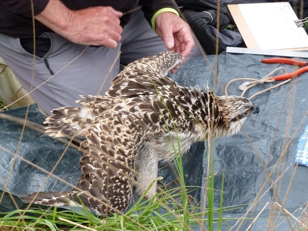 Osprey ringing chicks 2015