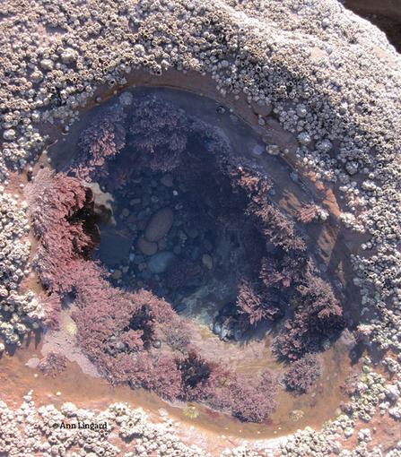 Rockpool