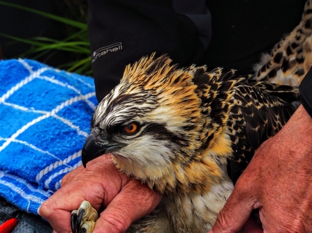 Osprey chick Blue U9 2017