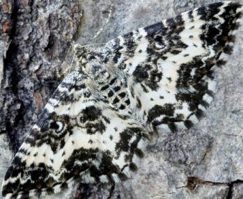 https://www.cumbriawildlifetrust.org.uk/sites/default/files/styles/scaled_default/public/2020-01/argent_and_sable_moth.jpg?itok=3q71mNQV