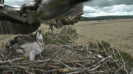 Osprey blue-35 protecting nest from visitor