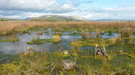 Sphagnum regeneration at Foulshaw Moss 2015