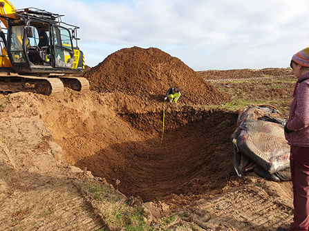 Minke whale burial