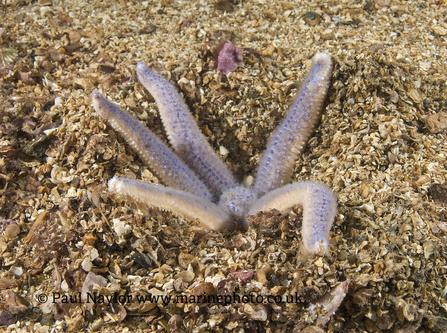 Image of common starfish © Paul Naylor