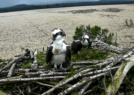 Image of Foulshaw Moss ospreys Blue 35 and White YW