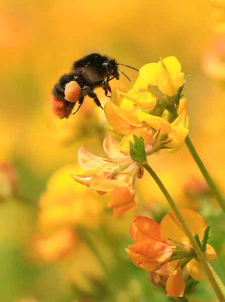 bumble bee pollinating a flower