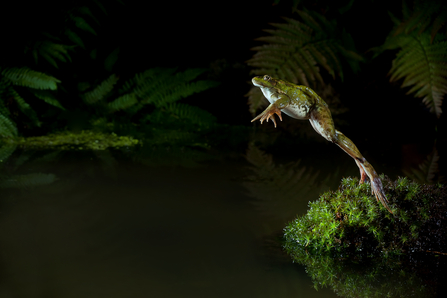 image of marsh frog leaping © Dale Sutton/2020VISION