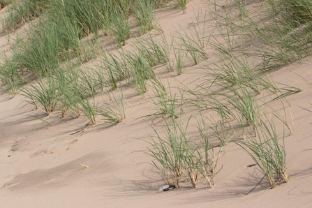 north-walney-dune-formation