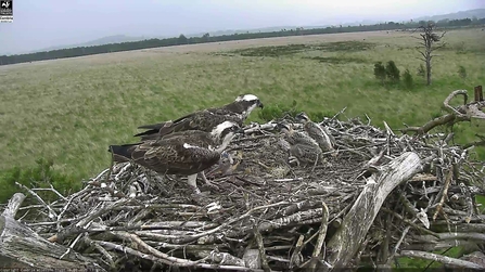 Image of Foulshaw Moss ospreys from web cam