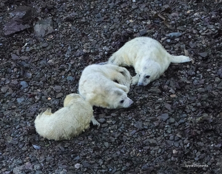 All in a row, 3 young pups ©Sylwia Zbijewska