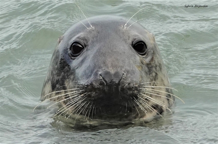 Curious adult female grey seal ©Sylwia Zbijewska