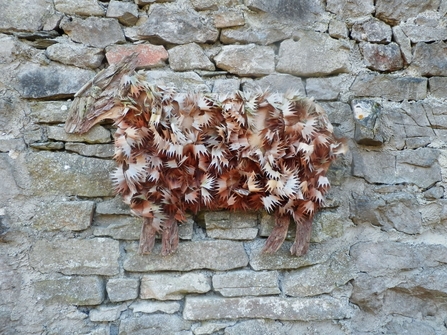 Image of wood shaving sheep by Charlie Whinney credit Dyane Silvester