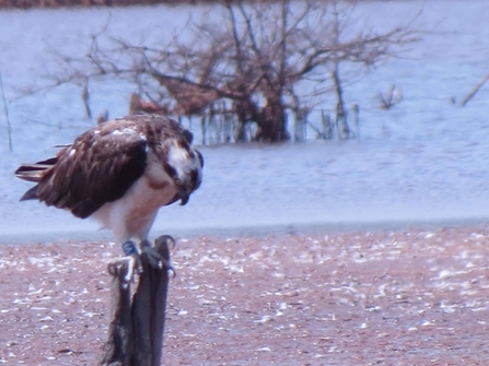 Image of Foulshaw Osprey V8 in The Gambia Jan 2021 © Fansu Bojang