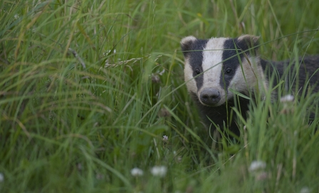 Image of badger © Bertie Gregory/2020VISION