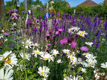 bee friendly wild flowers - daisies, purple thistles and cat mint