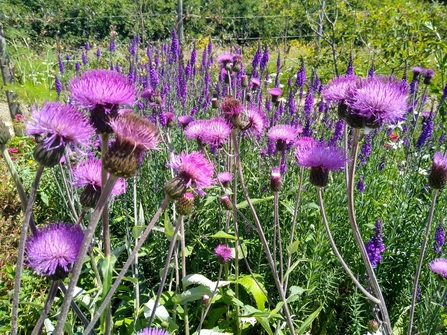 purple thistles in a wildlife garden