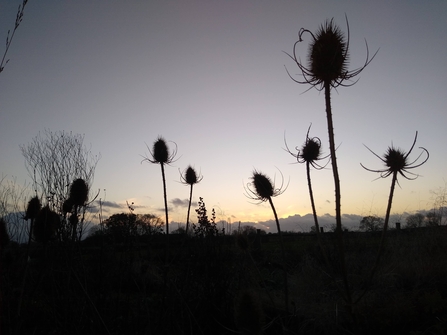 Silhouette of teazel plants at dusk