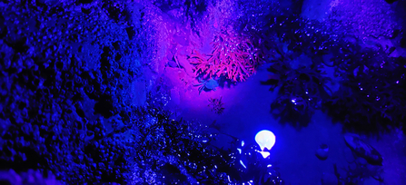 Image of UV rockpooling, part of Cumbria Dark Skies Festival © Cumbria Wildlife Trust