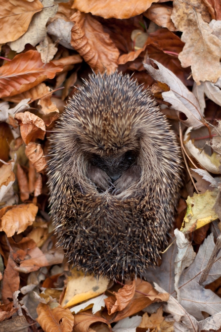 Hedgehog ©Tom Marshall