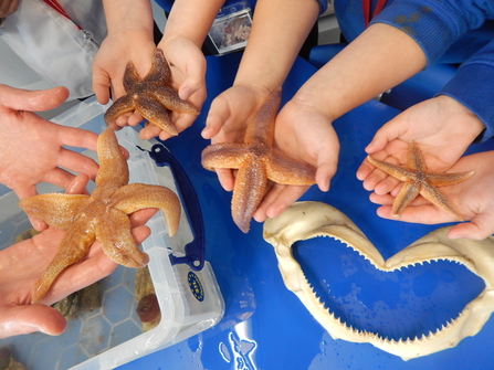 people holding Starfish as part of nature conservation 