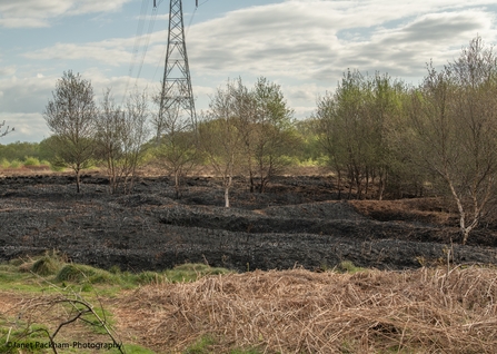 Image of Lancs Wildlife Trust nature reserve after fire credit Janet Packham