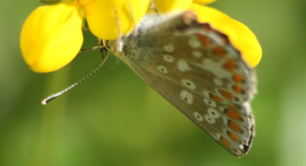 A northern brown argus butterfly visits a bright yellow bird's-foot-trefoil flower. Its wings are closed, showing the silvery brown underside with black and orange spots