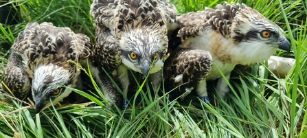 10th generation of osprey chicks tagged at South Lakeland nature ...